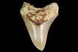 Serrated, Fossil Megalodon Tooth - West Java, Indonesia #148154-1